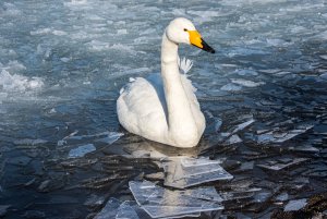 Whooper Swan on ice