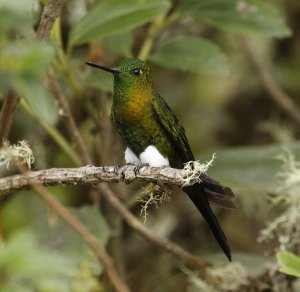 Golden Breasted Puffleg