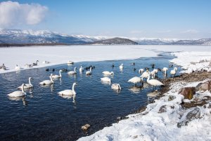 Whooper Swans on Lake Kussharo