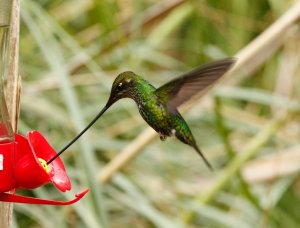 Sword Billed Hummingbird