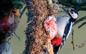 Great Spotted Woodpecker Enjoying High Tea