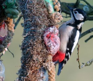 Great Spotted Woodpecker Enjoying High Tea (2)