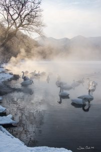 Swans in the early morning