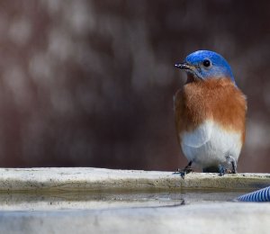 Eastern Bluebird