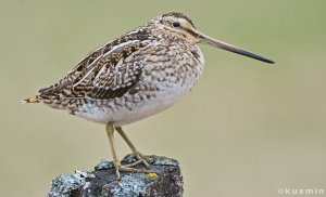 Common Snipe