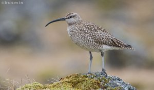 Whimbrel