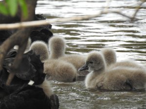 Cygnets