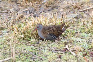 Water Rail