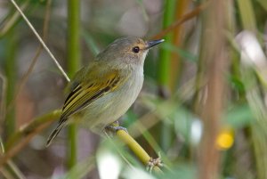 Rusty-fronted Tody Flycatcher