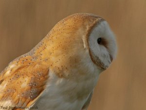 Barn Owl