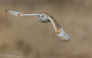 Barn Owl