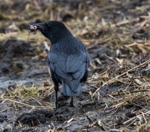 Carrion Crow