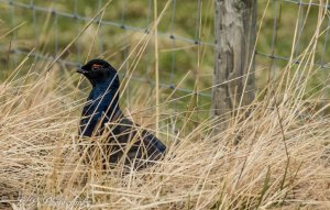 Black Grouse