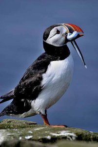 Puffin