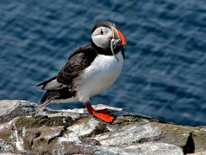 Puffin