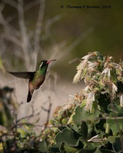 Xanthus's Hummingbird