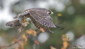 Peregrine Falcon