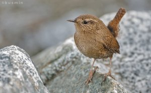 Pacific Wren