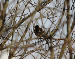 Chaffinch