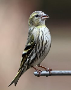 Female Siskin