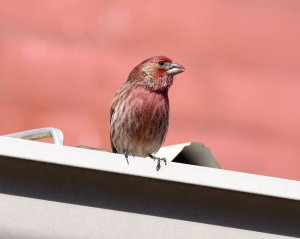 House Finch