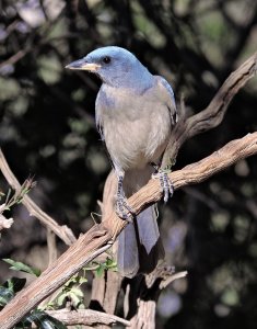 Mexican Jay