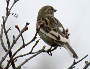 Leucistic Sparrow