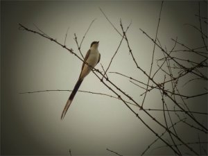 Fork-tailed Flycatcher