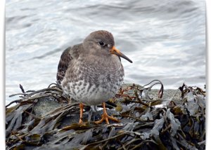 purple sandpiper