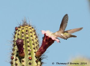 Costa's Hummingbird in Cordon Cactus bloom
