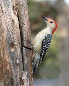 Red-bellied Woodpecker