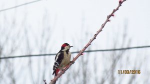 Syrian Woodpecker (male)