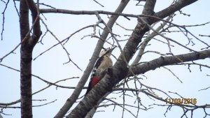 Syrian Woodpecker (female)