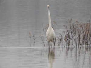 Great-White Egret