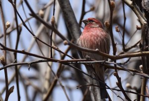 House Finch