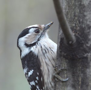 Female Lesser Spotted Woodpecker