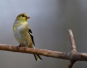 American Goldfinch