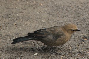 unknown little brown bird?