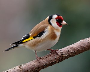 Goldfinch