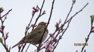 Corn Bunting