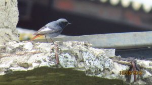 Black Redstart