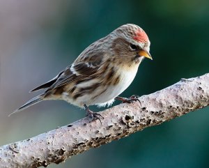 Lesser Redpoll