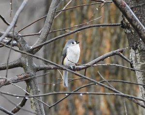 Tufted Titmouse