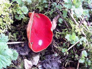 Scarlet Elf Cup...