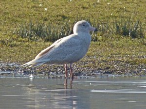 Glaucous Gull