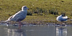 Glaucous Gull