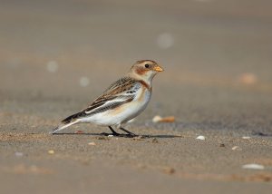 Snow Bunting