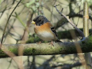 brambling