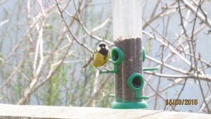 Great Tit at the feeder