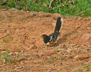 Spotted Towhee preens